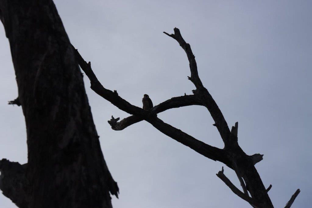 A bird on a branch

Description automatically generated