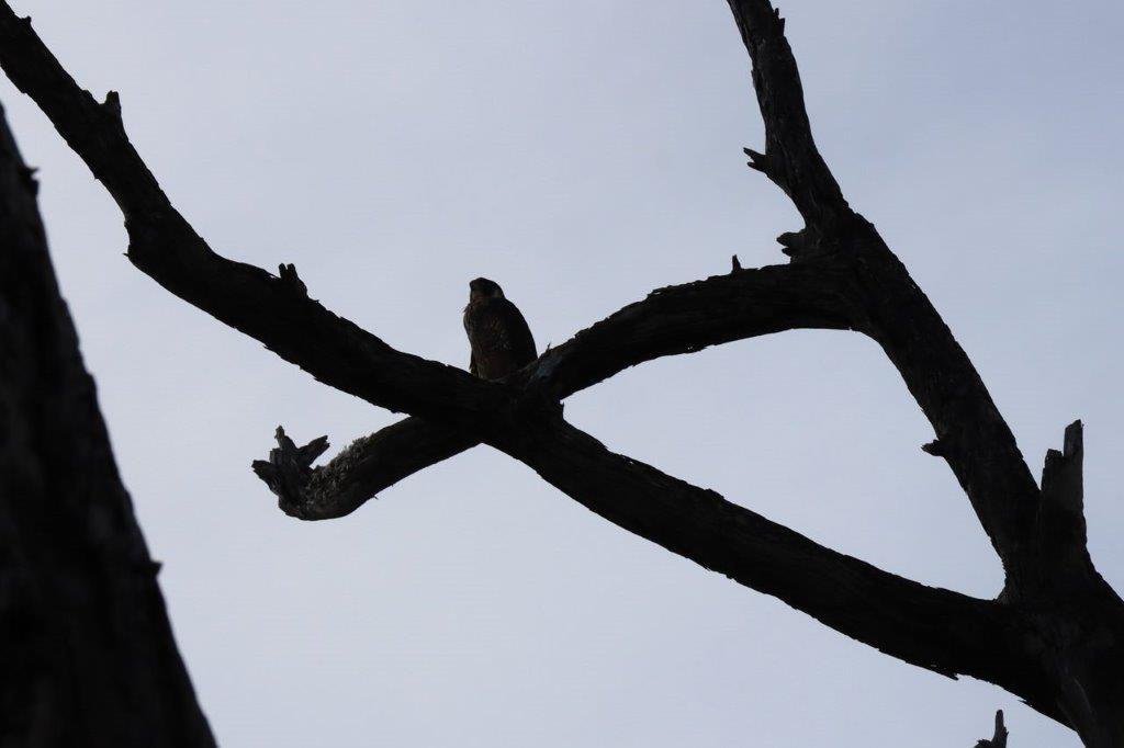 A bird on a branch

Description automatically generated