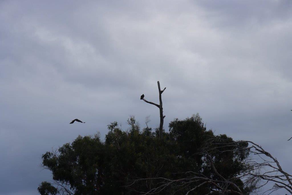 Birds flying over a tree

Description automatically generated