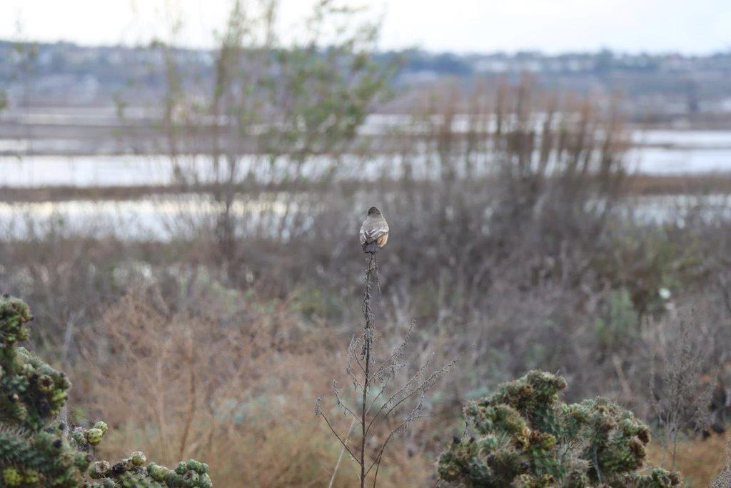 A bird on a plant

Description automatically generated