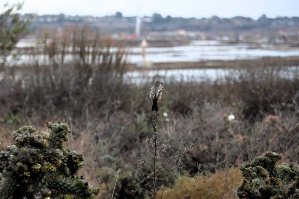 A bird on a branch

Description automatically generated
