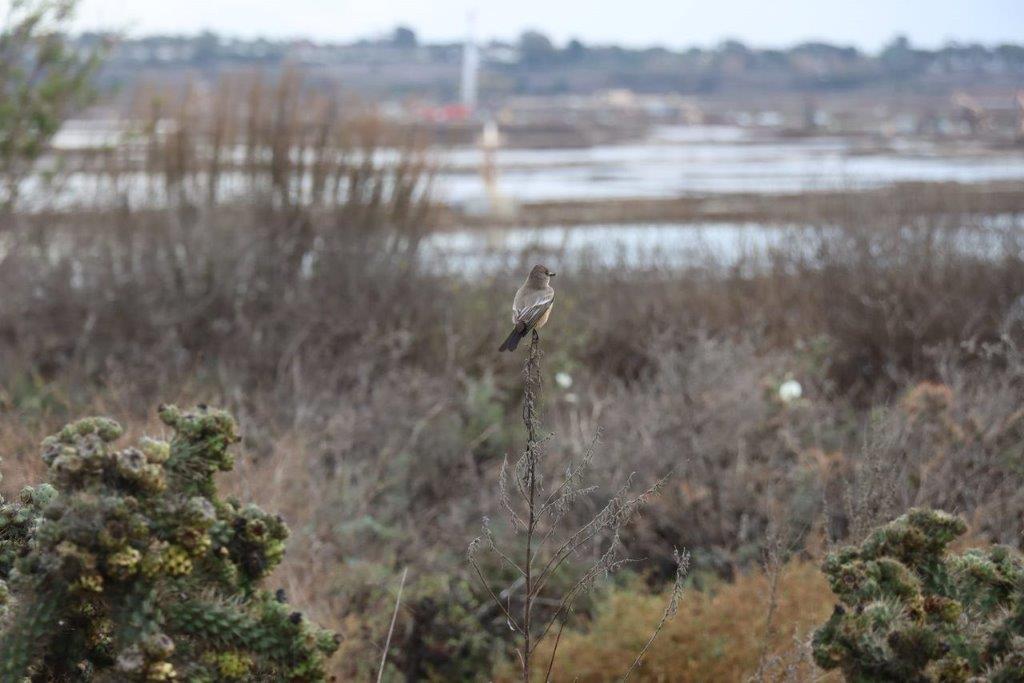 A bird sitting on a branch

Description automatically generated