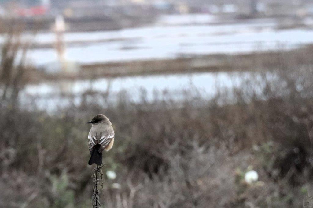 A bird sitting on a branch

Description automatically generated