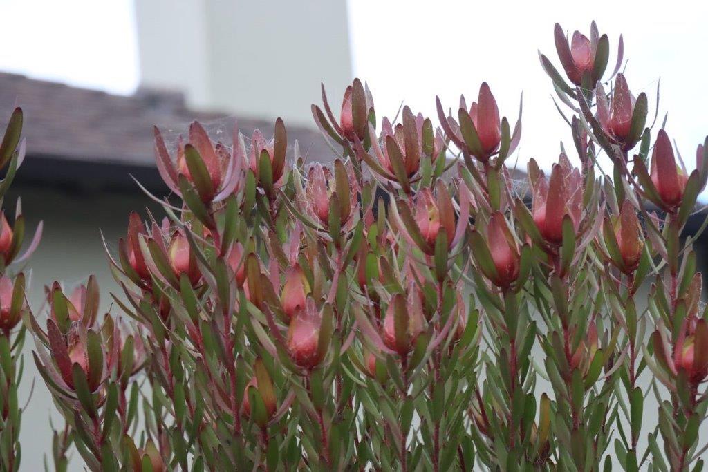 A close-up of a plant

Description automatically generated