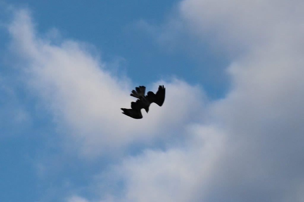 A bird flying in the sky

Description automatically generated