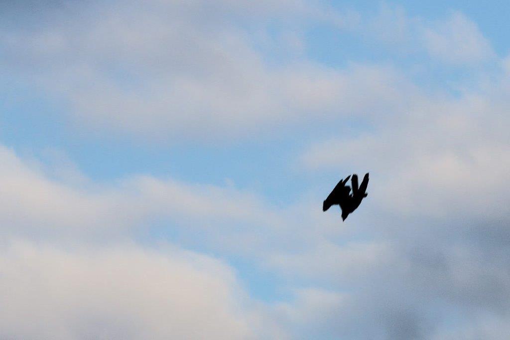 A bird flying in the sky

Description automatically generated