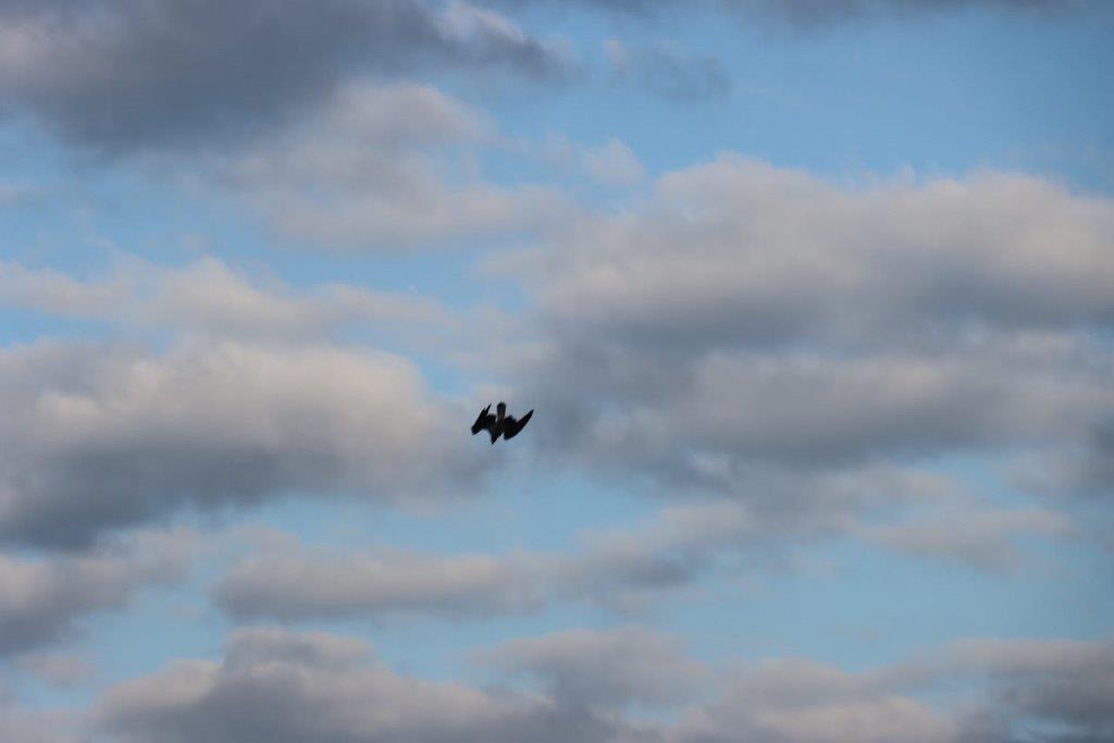 A bird flying in the sky

Description automatically generated