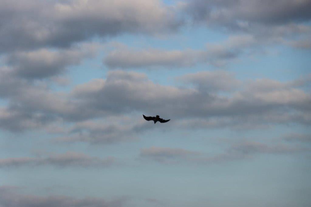 A bird flying in the sky

Description automatically generated
