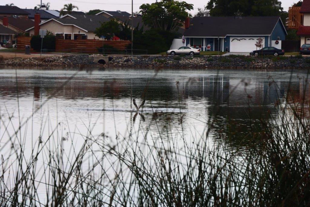 A body of water with houses in the background

Description automatically generated