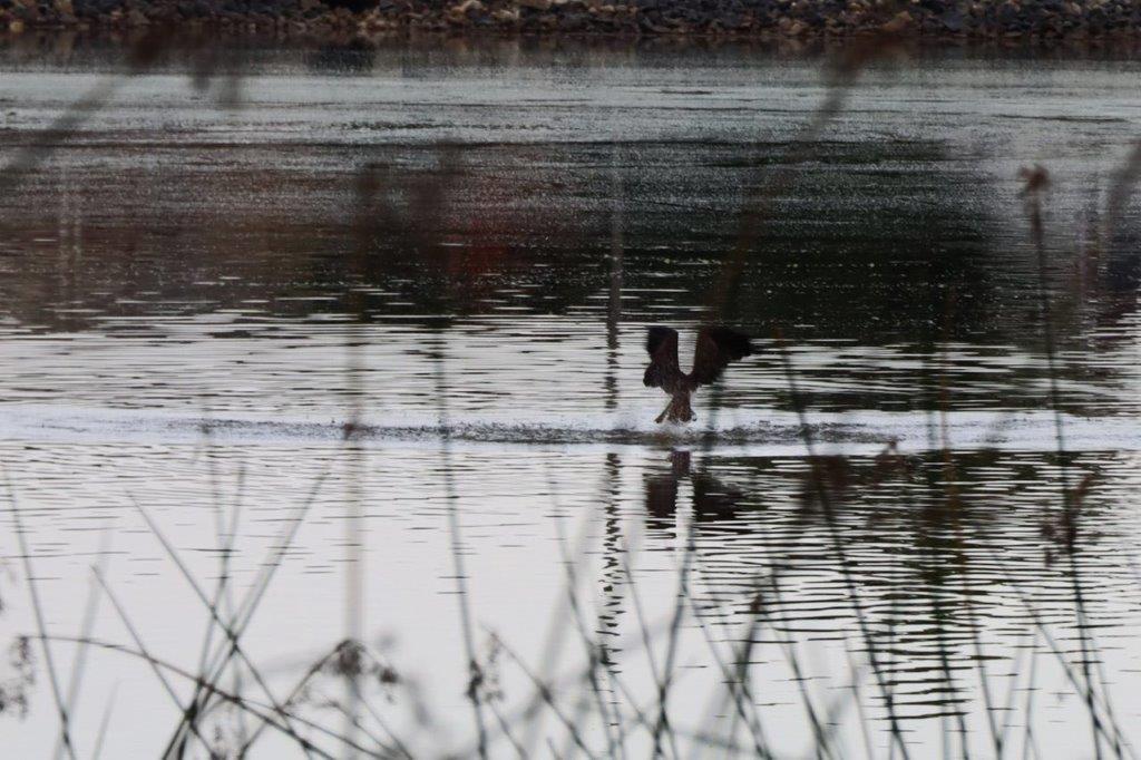 A bird flying in the water

Description automatically generated
