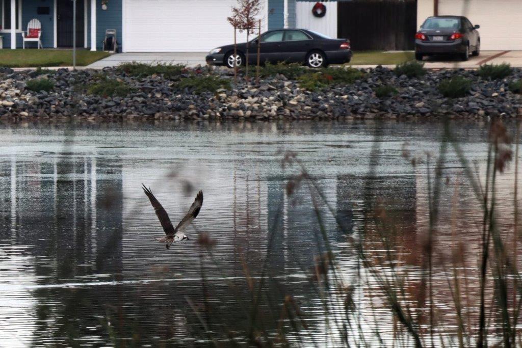 A bird flying over a lake

Description automatically generated