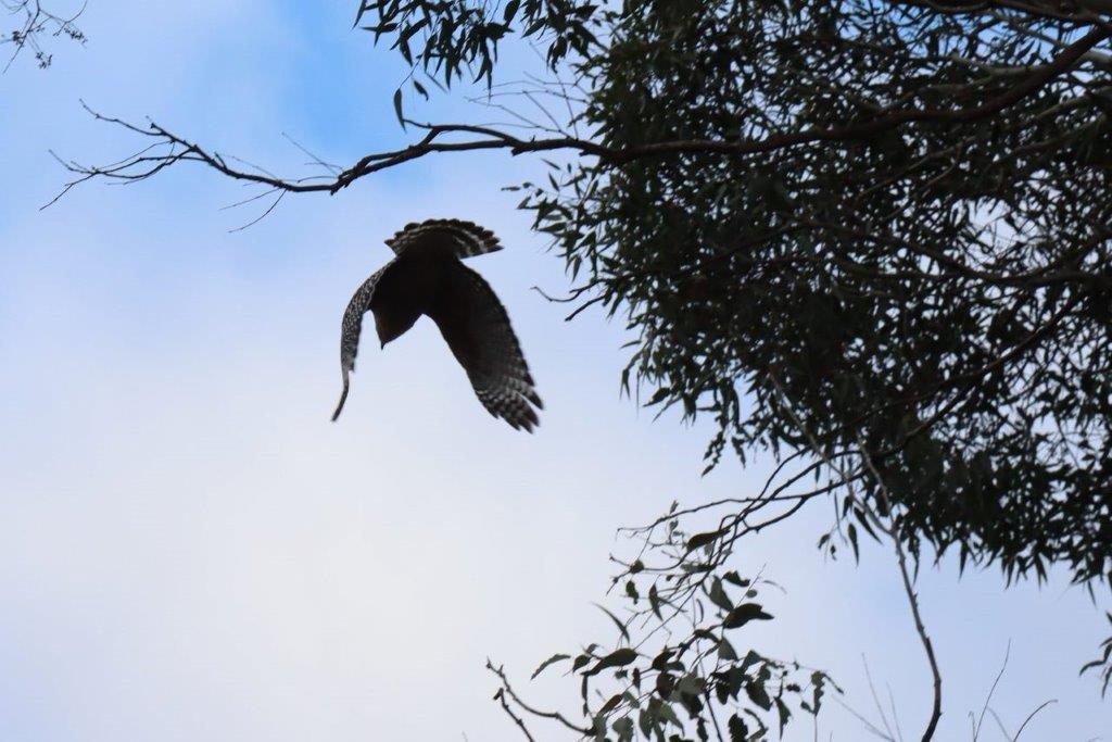 A bird flying in the sky

Description automatically generated