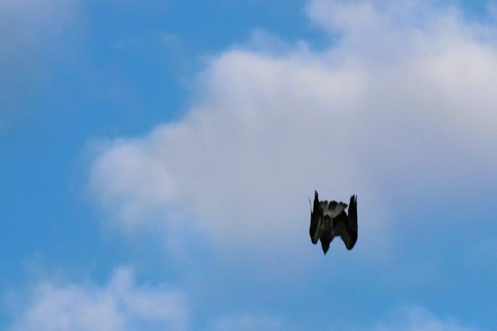 A bird flying in the sky

Description automatically generated