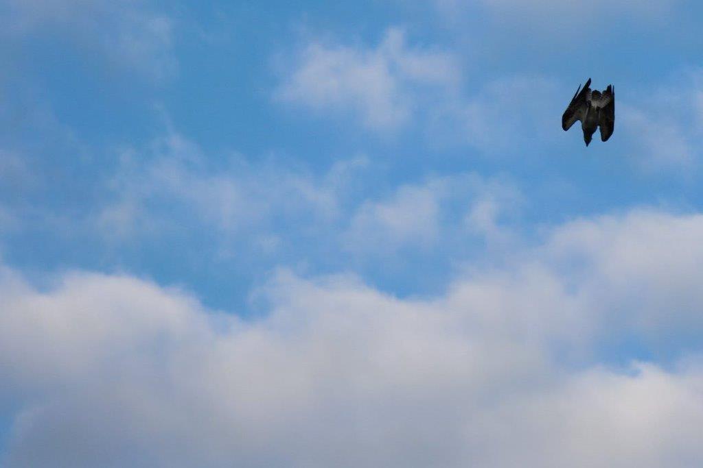 A bird flying in the sky

Description automatically generated