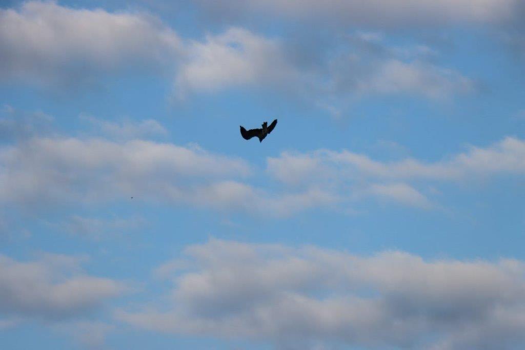 A bird flying in the sky

Description automatically generated