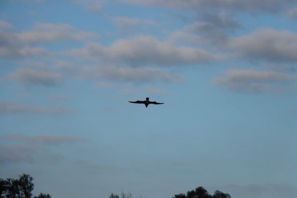 A bird flying in the sky

Description automatically generated