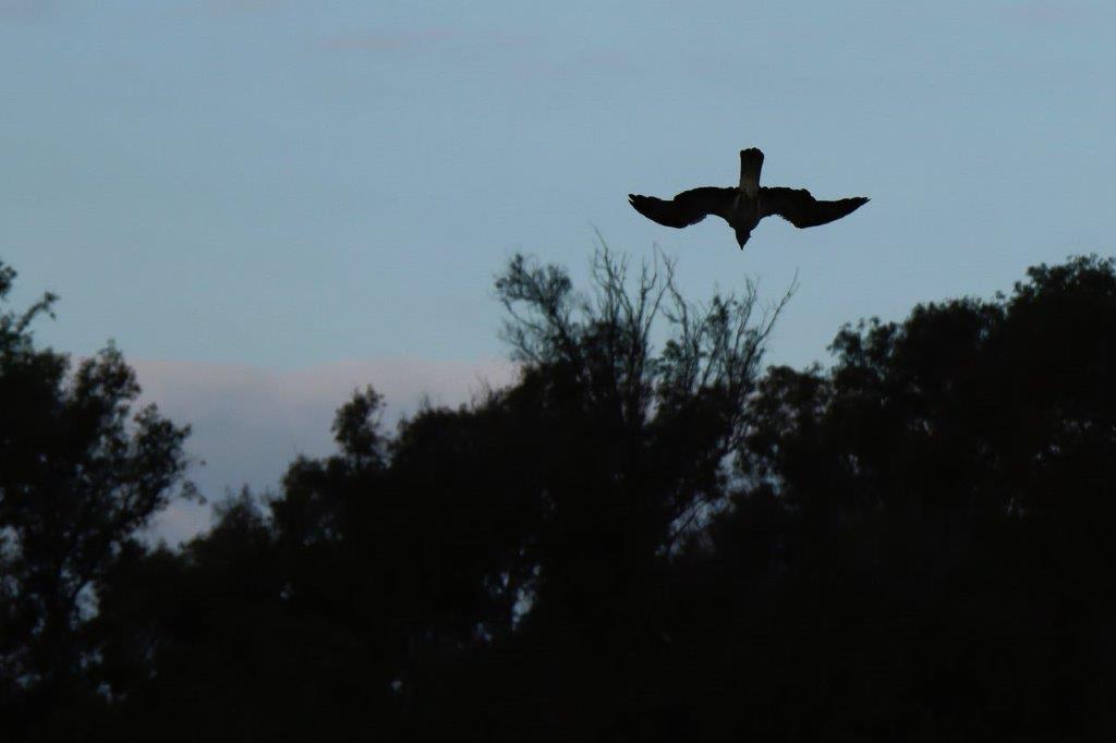 A bird flying in the sky

Description automatically generated