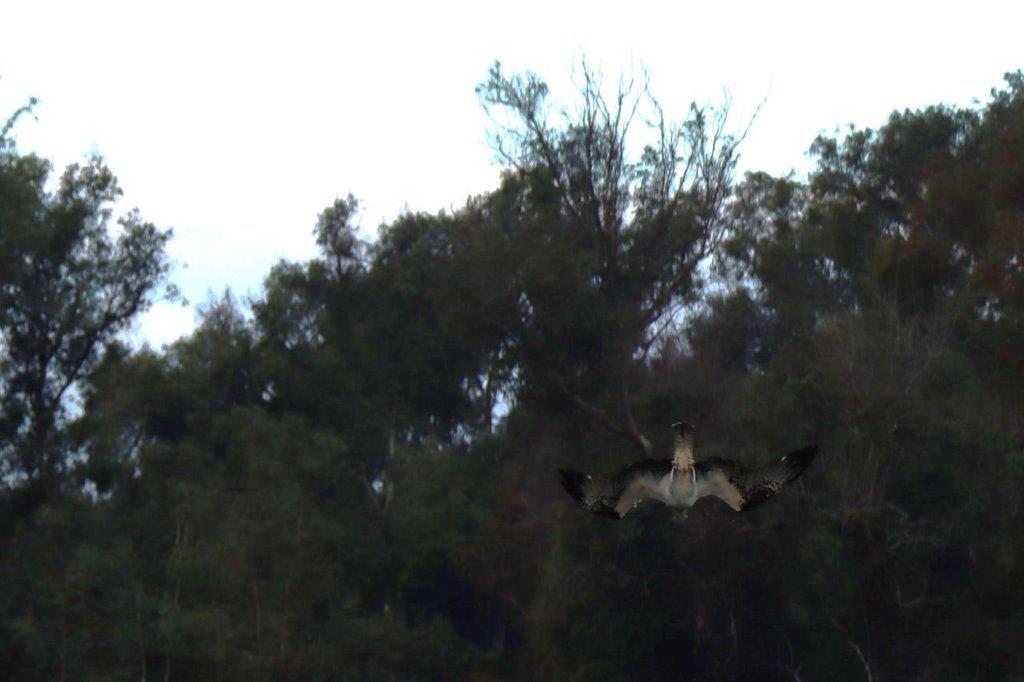 A bird flying in the air

Description automatically generated
