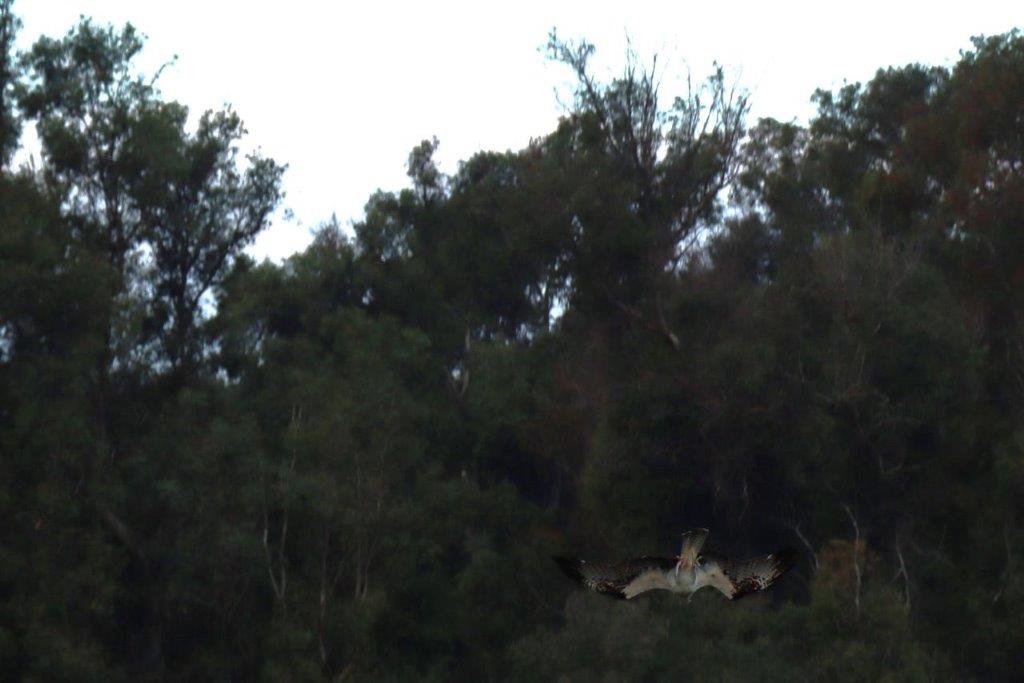 A bird flying in the air

Description automatically generated