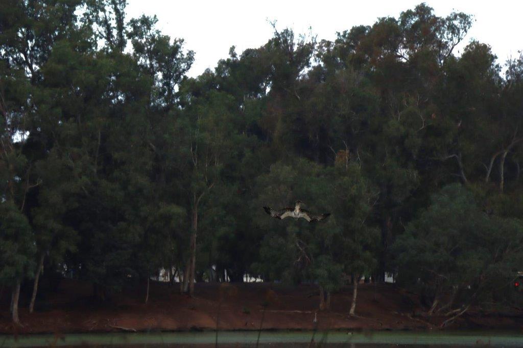 A bird flying over a forest

Description automatically generated