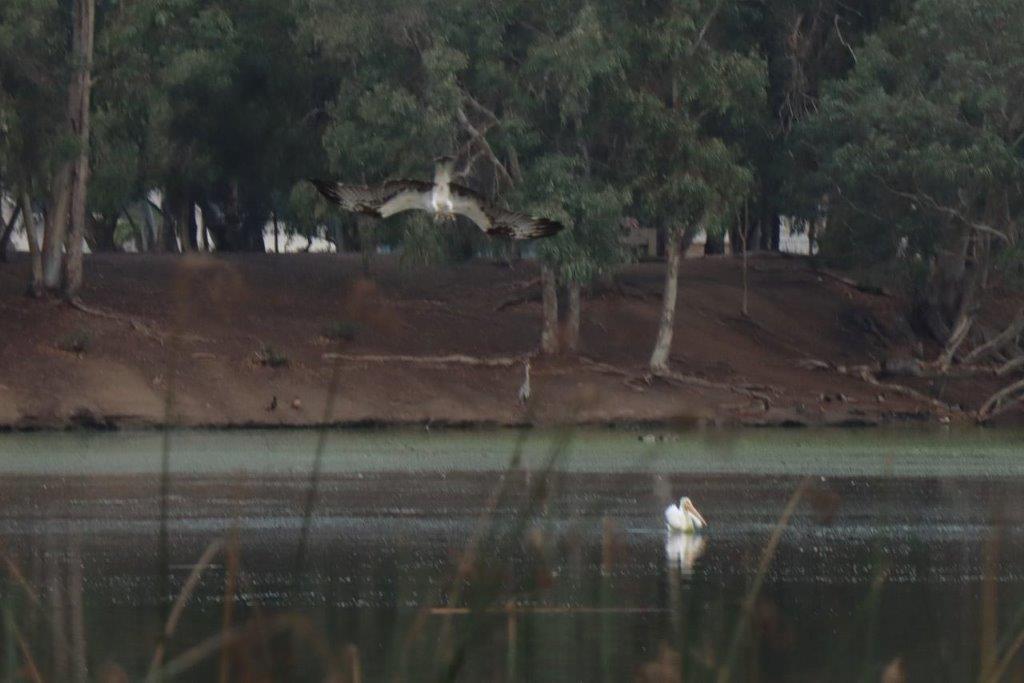 A bird flying over a lake

Description automatically generated