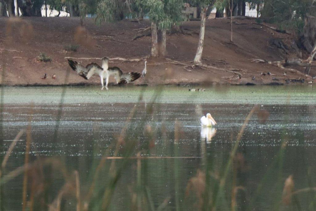 A bird flying over a lake

Description automatically generated