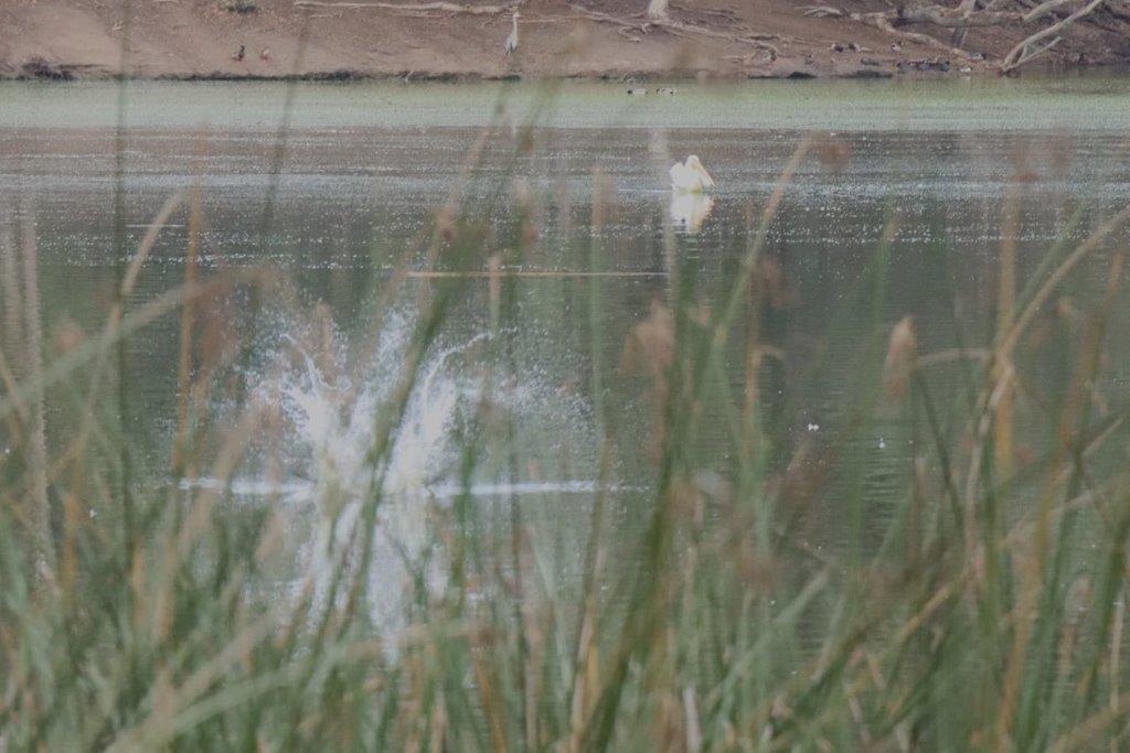 A white bird in the water

Description automatically generated