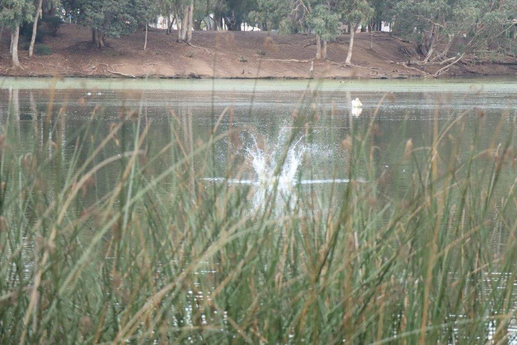 A pond with tall grass and trees

Description automatically generated