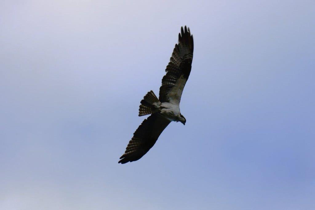 A bird flying in the sky

Description automatically generated