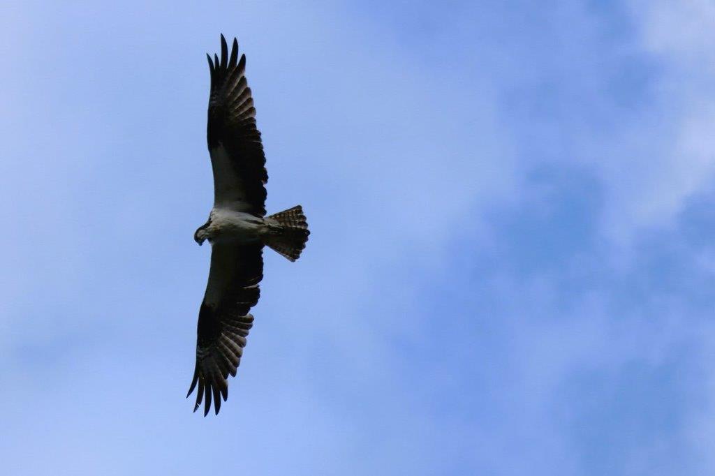 A bird flying in the sky

Description automatically generated