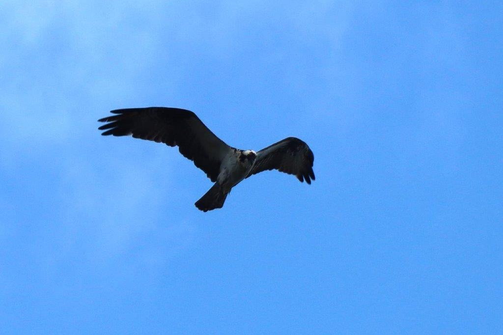 A bird flying in the sky

Description automatically generated