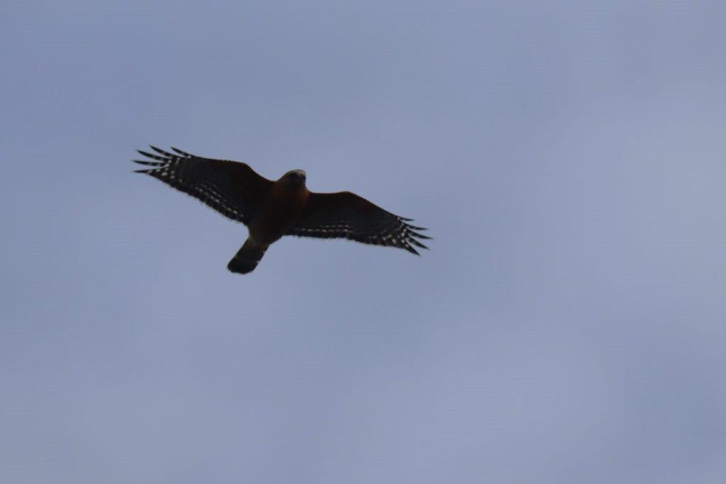 A bird flying in the sky

Description automatically generated