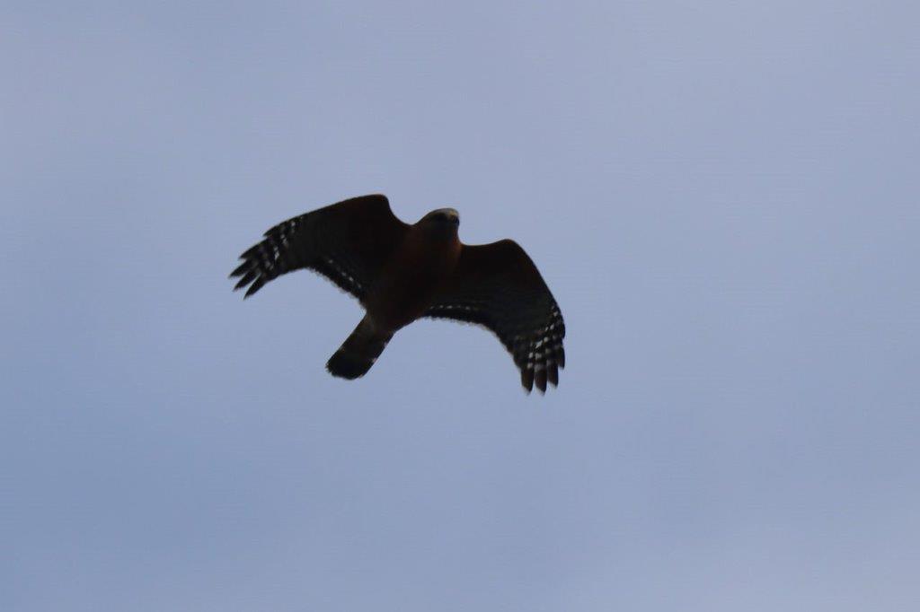 A bird flying in the sky

Description automatically generated