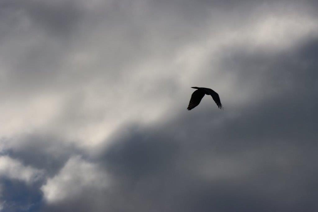 A bird flying in the sky

Description automatically generated