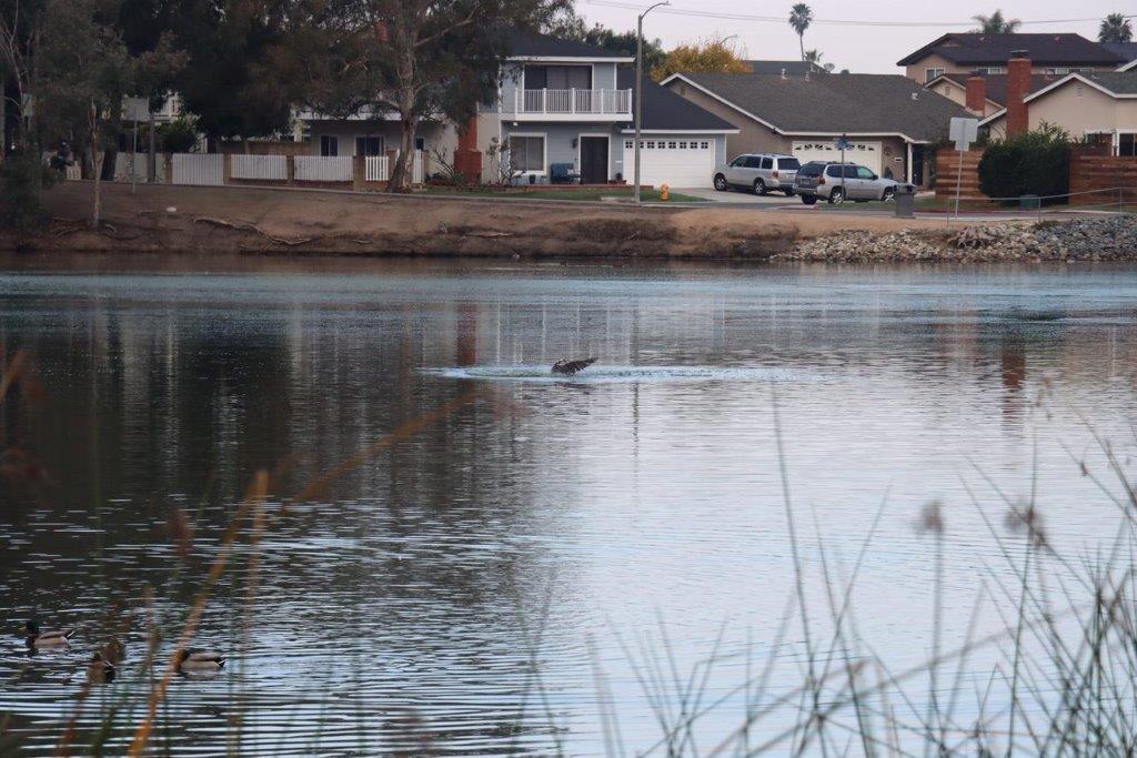A duck swimming in a lake

Description automatically generated