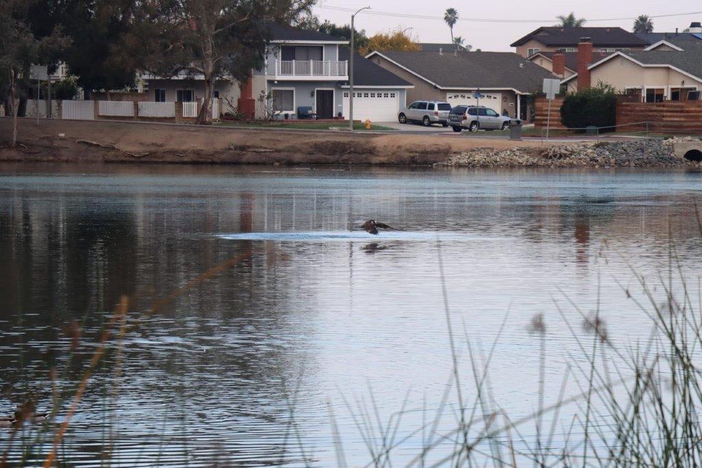A bird swimming in a lake

Description automatically generated
