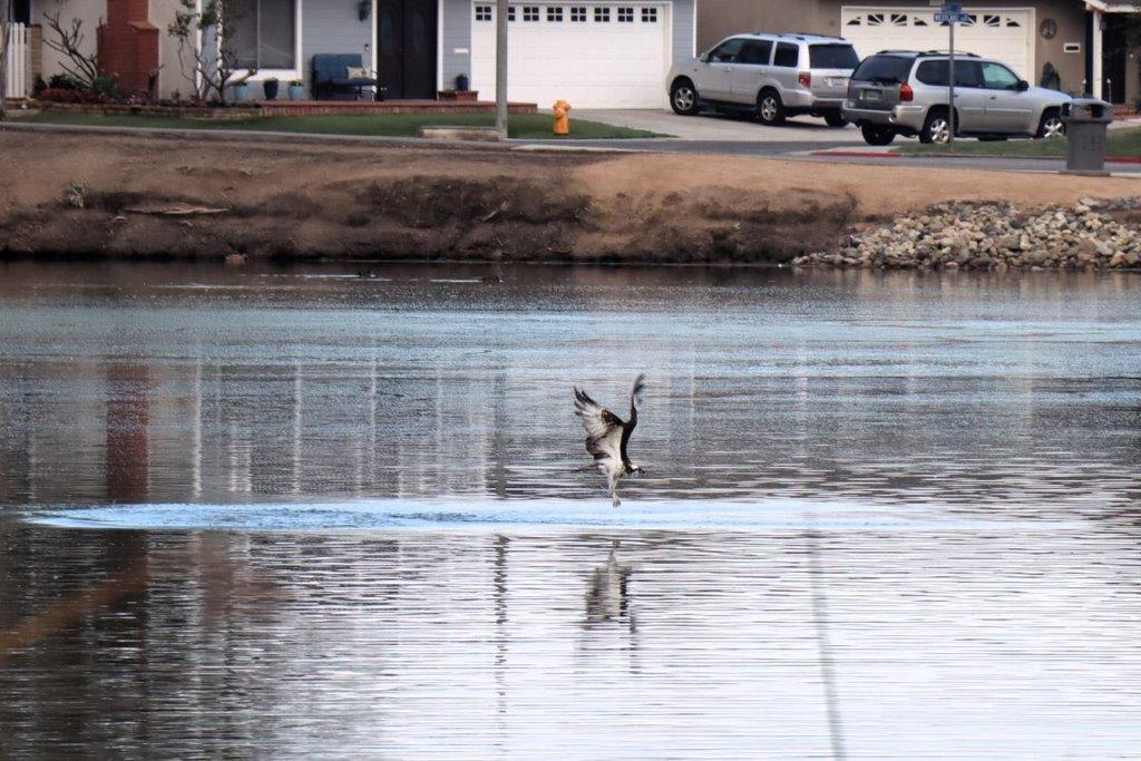A bird flying over a body of water

Description automatically generated