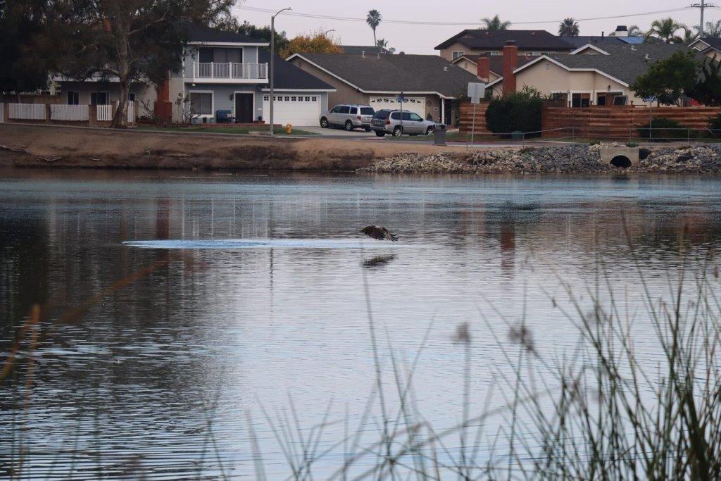 A lake with houses and trees

Description automatically generated with medium confidence
