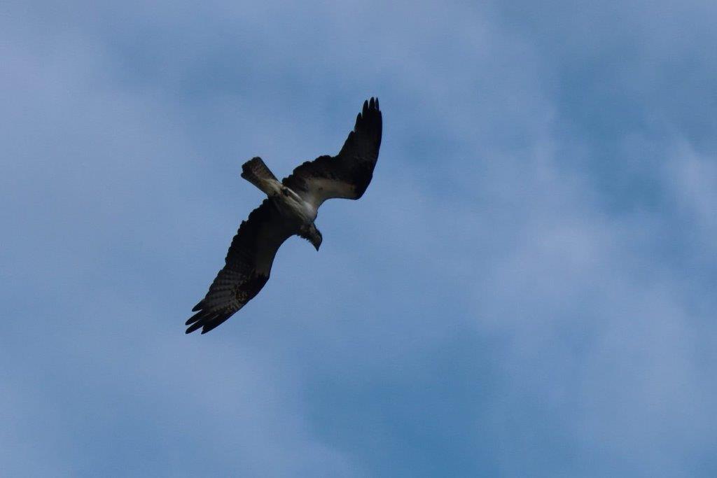 A bird flying in the sky

Description automatically generated