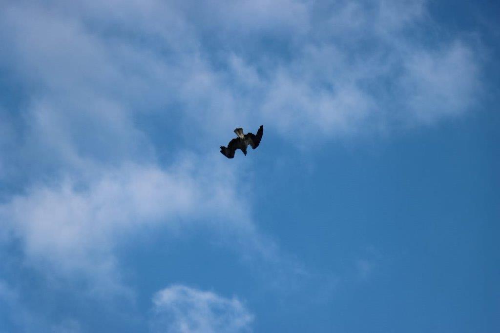 A bird flying in the sky

Description automatically generated