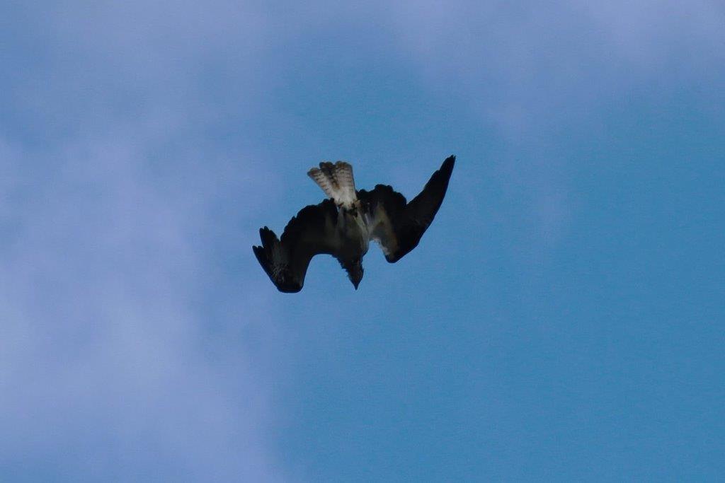 A bird flying in the sky

Description automatically generated
