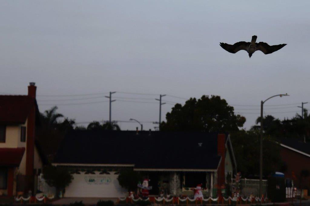A bird flying in the sky

Description automatically generated