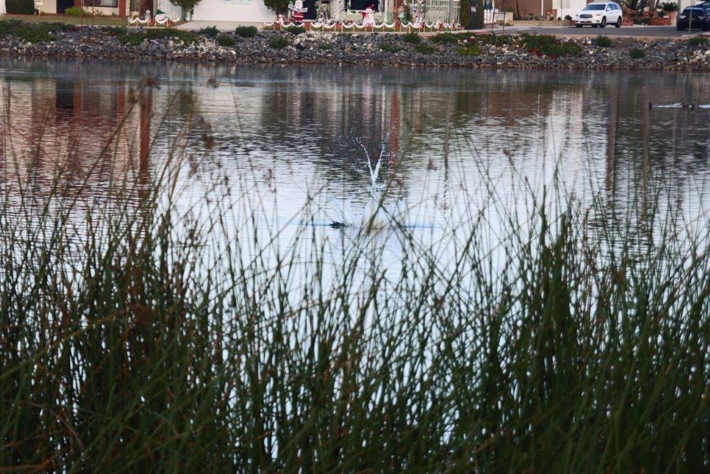 A duck swimming in a pond

Description automatically generated