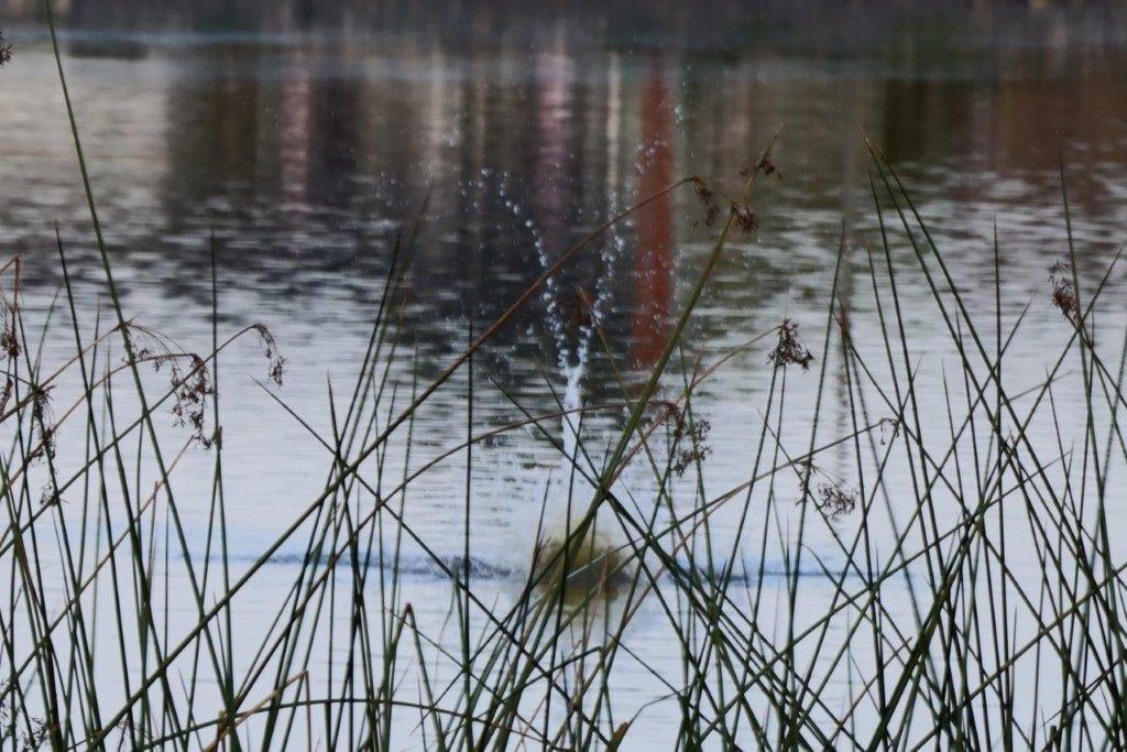 A water splashing out of the water

Description automatically generated