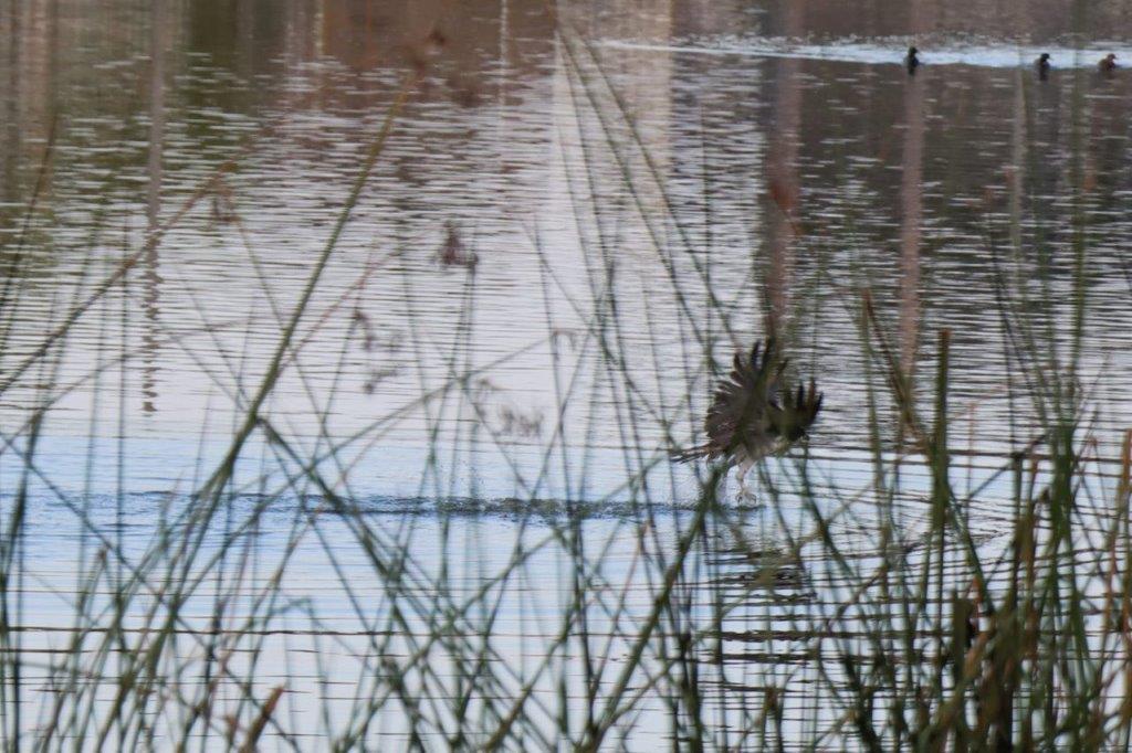 A bird in the water

Description automatically generated