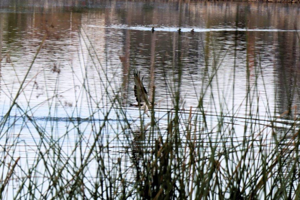 A group of ducks swimming in a lake

Description automatically generated