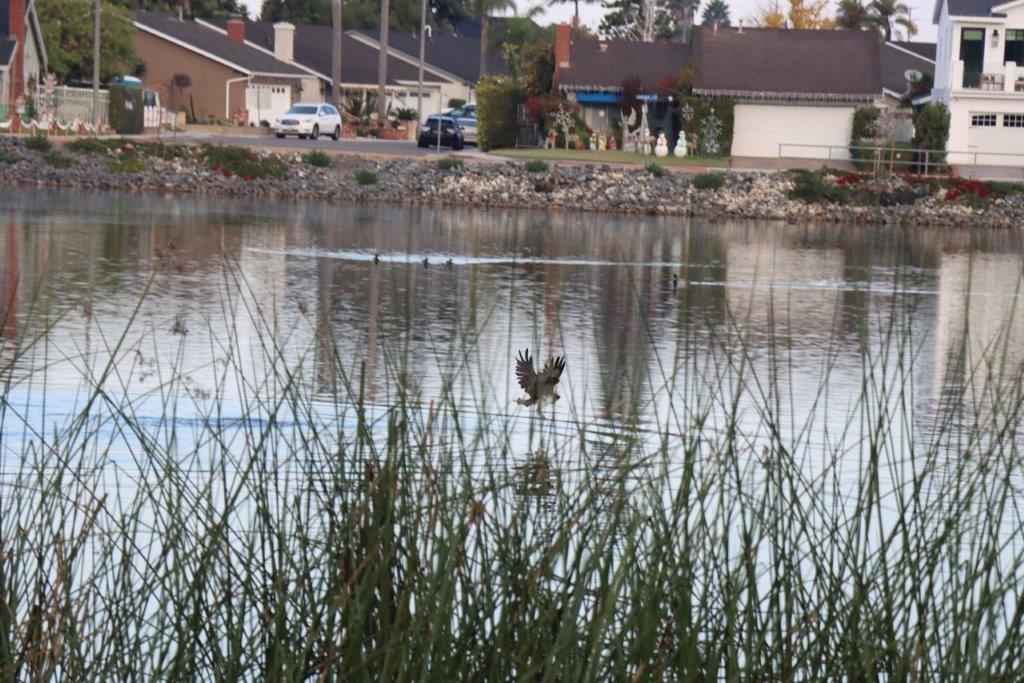 A bird flying over a lake

Description automatically generated