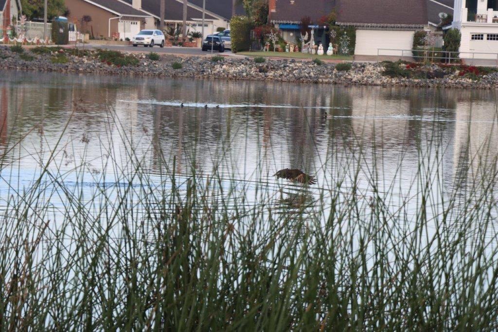 A duck swimming in a lake

Description automatically generated