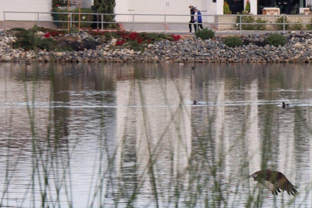 A group of people walking on a lake

Description automatically generated