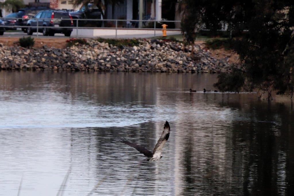 A bird flying over a body of water

Description automatically generated